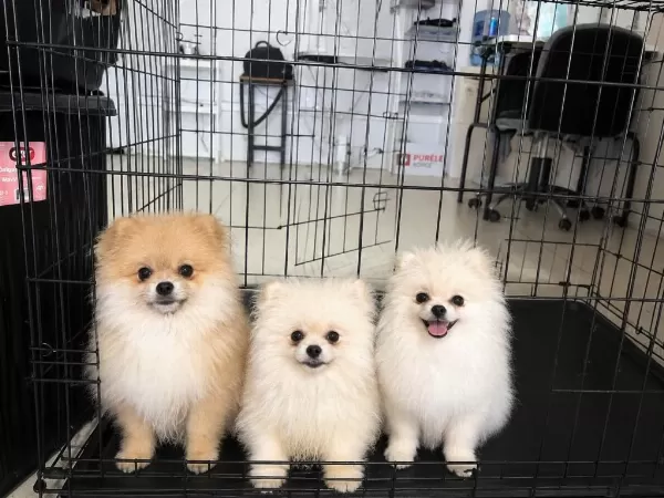 Safkan Pomeranian Boo Yavruları