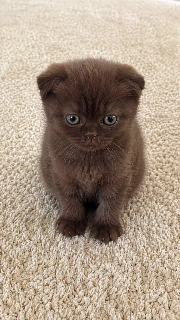 Özel Renk Çikolata Scottish Fold