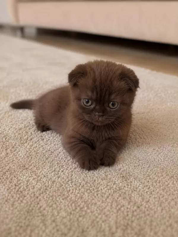 Özel Renk Çikolata Scottish Fold