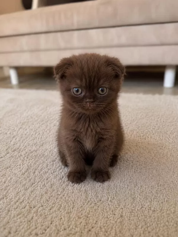 Özel Renk Çikolata Scottish Fold