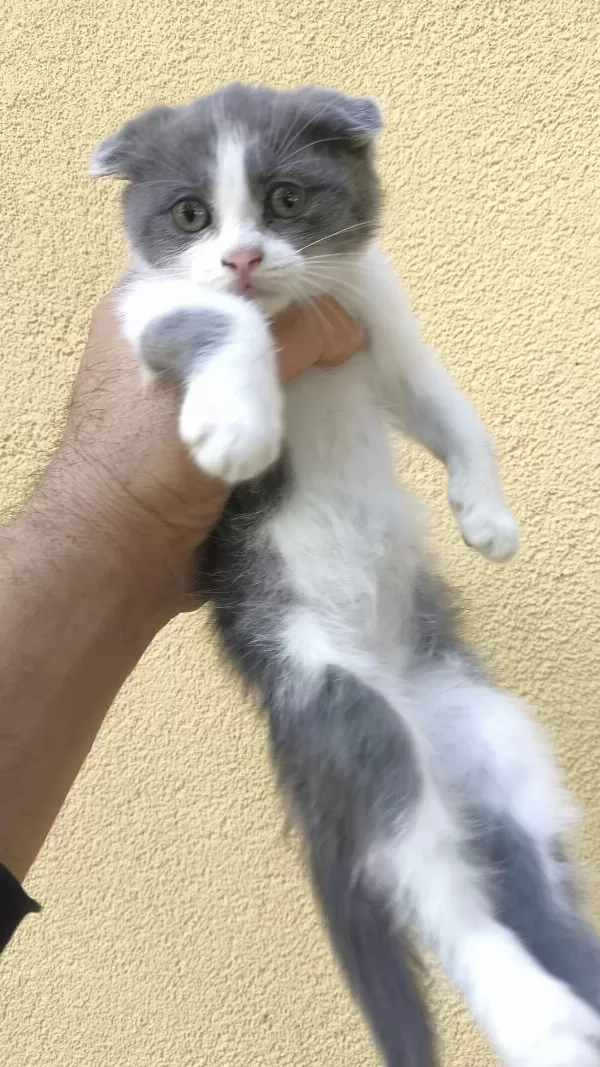 Gri Beyaz Yavru Scottish Fold