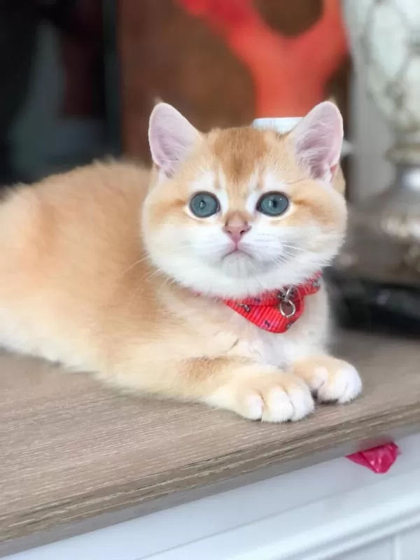 A Kalite British Shorthair Golden Yavrular