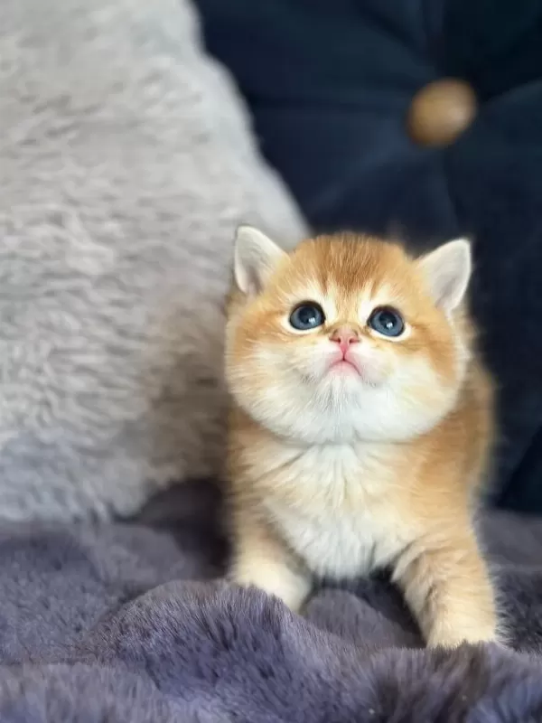 A Kalite British Shorthair Golden Yavrular