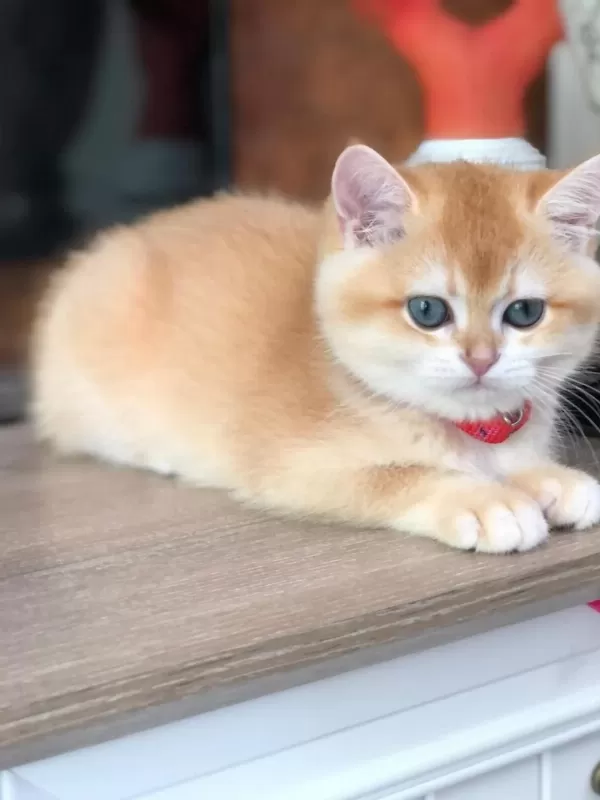 A Kalite British Shorthair Golden Yavrular