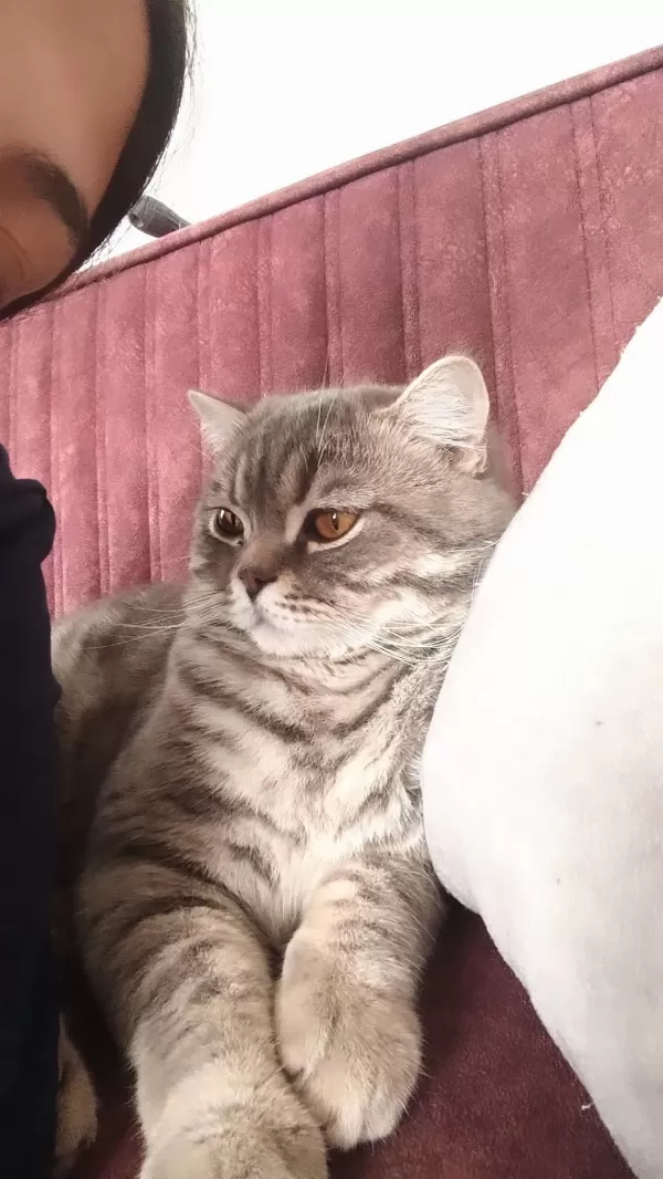 British Shorthair Kedisi