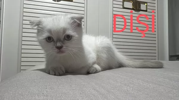 2 Aylik Scottish Bluepoint Shorthair Yavrular