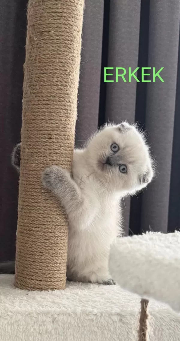 2 Aylik Scottish Bluepoint Shorthair Yavrular