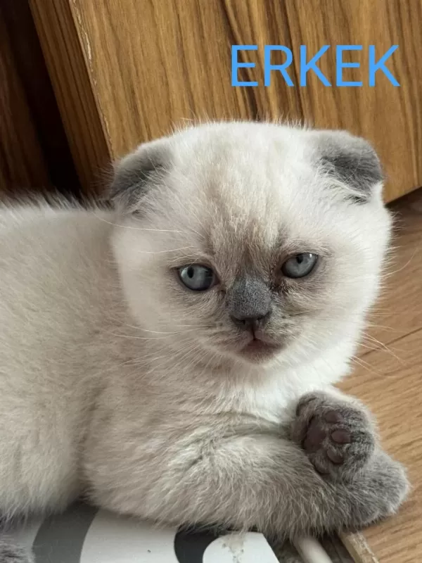 2 Aylik Scottish Bluepoint Shorthair Yavrular