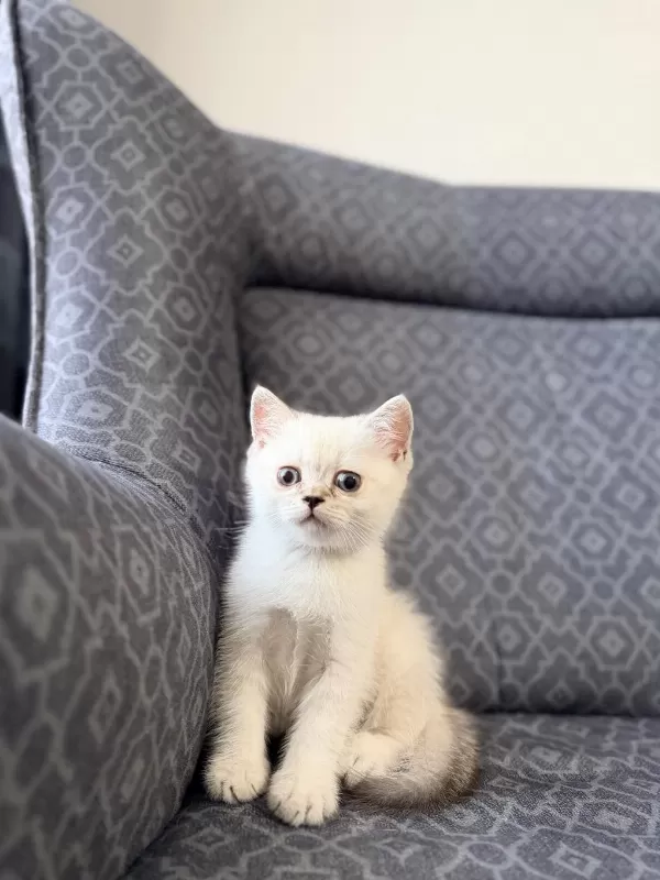 Erkek Yavru Kedim Yeni Ailesini Arıyor