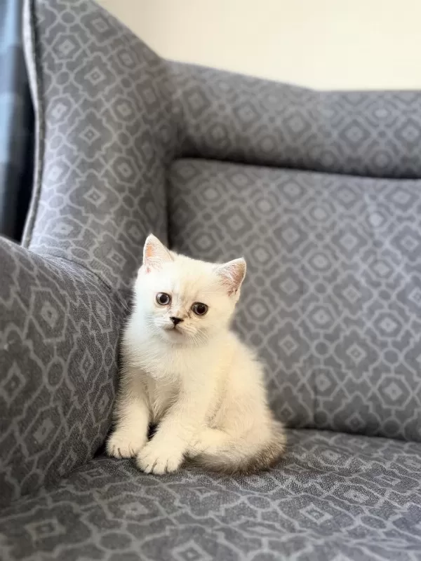 Erkek Yavru Kedim Yeni Ailesini Arıyor