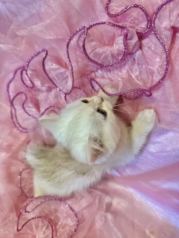 Safkan British Shorthair Bebek