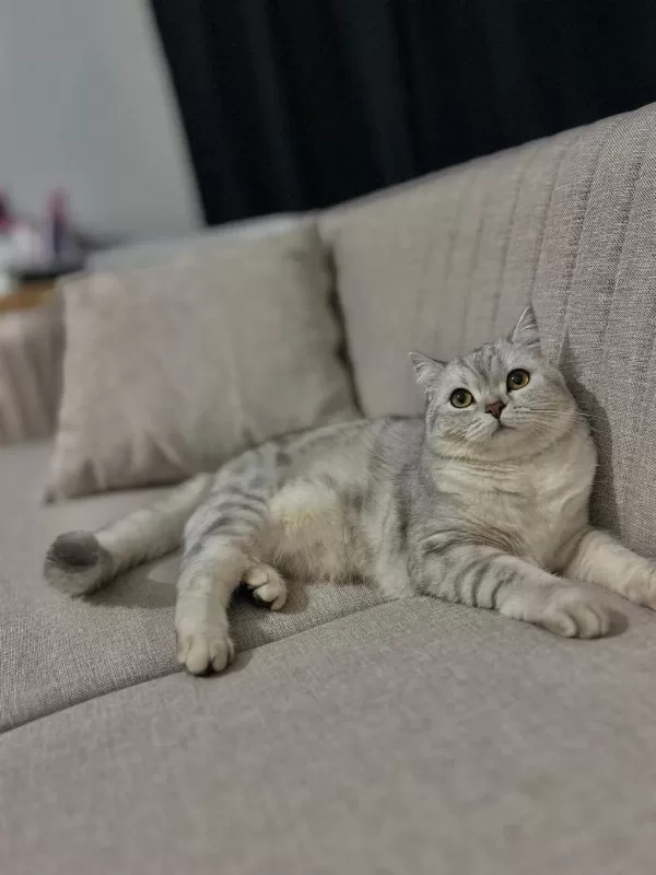 1.5 Yaşında Dişi Kedimiz Kısır Değil