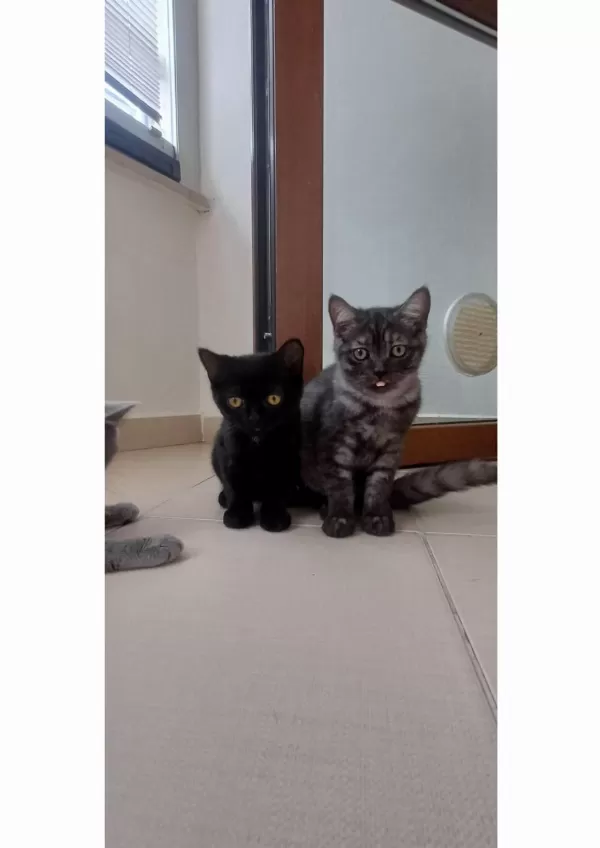 Ücretsiz Sahiplendirme Kediler
