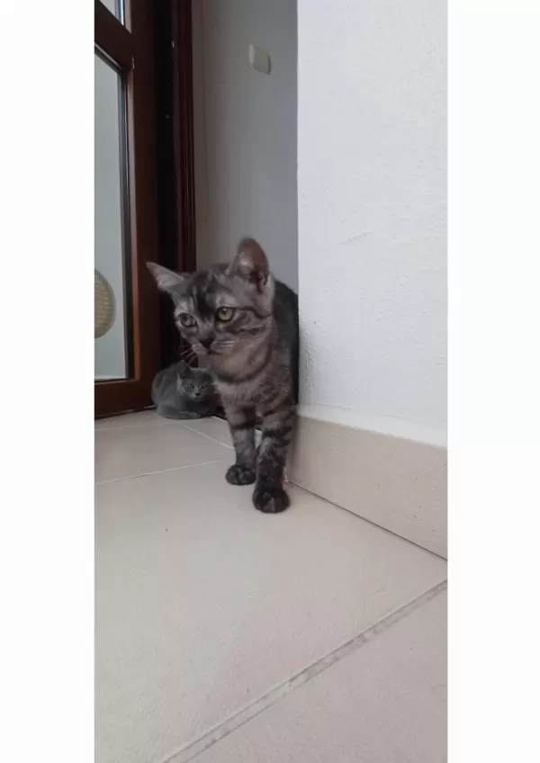 Ücretsiz Sahiplendirme Kediler