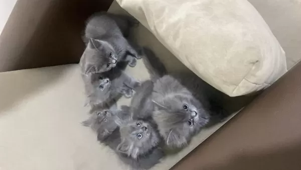British Longhair Ve Shorthair
