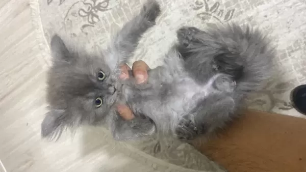 British Longhair Ve Shorthair