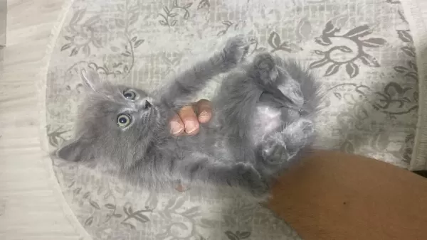 British Longhair Ve Shorthair