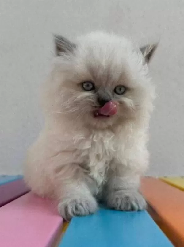 52 Gunluk British Longhair Blue Point Yavru