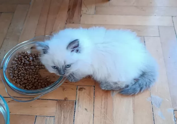 52 Gunluk British Longhair Blue Point Yavru