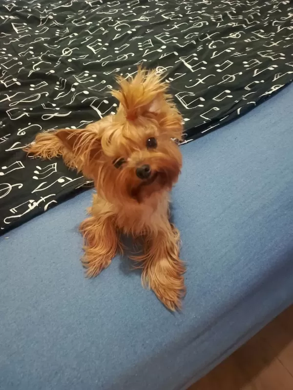 Teacup Dişi Yorkshire Terrier