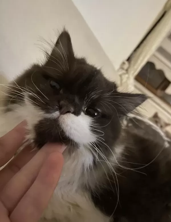 Safkan British Longhair Chocolatte Bicolour Dişi