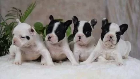 Elit Patiler Farkıyla French Bulldog Yavrular