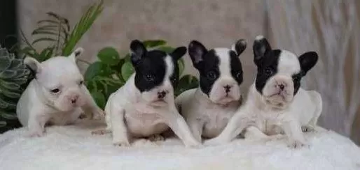 Elit Patiler Farkıyla French Bulldog Yavrular