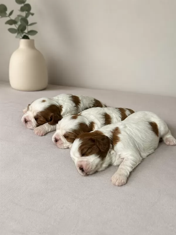 Ev ortamında doğmuş Cavalier king Charles minikler