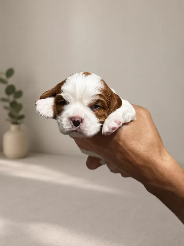 Ev ortamında doğmuş Cavalier king Charles minikler