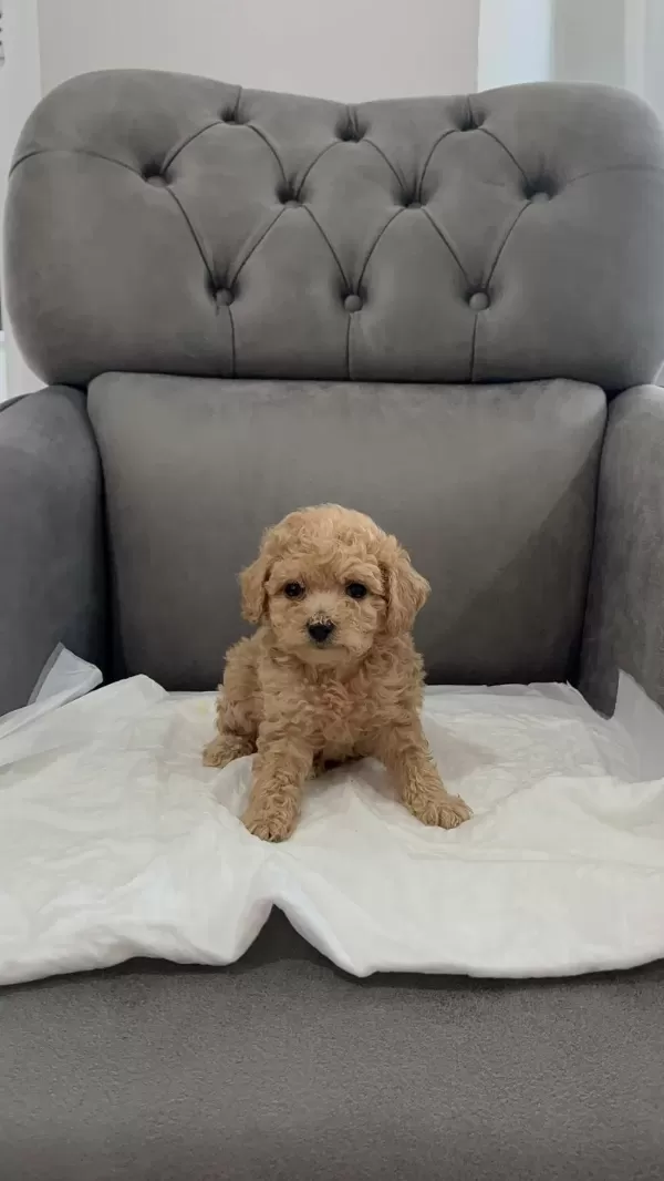 Orijinal Teacup Maltipoo
