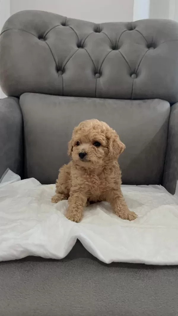 Orijinal Teacup Maltipoo
