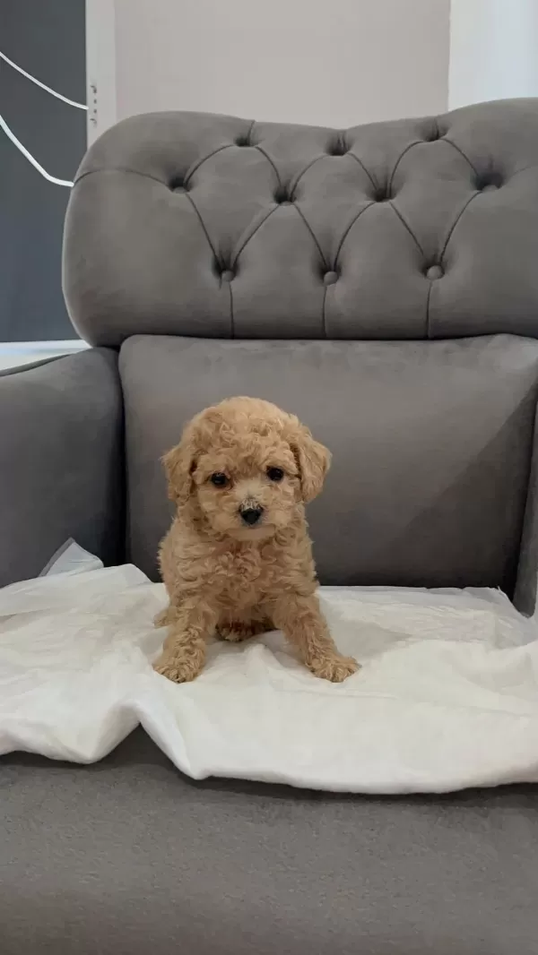 Orijinal Teacup Maltipoo