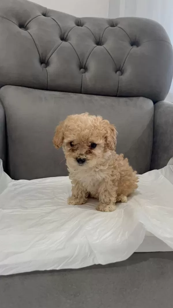 Orijinal Teacup Maltipoo