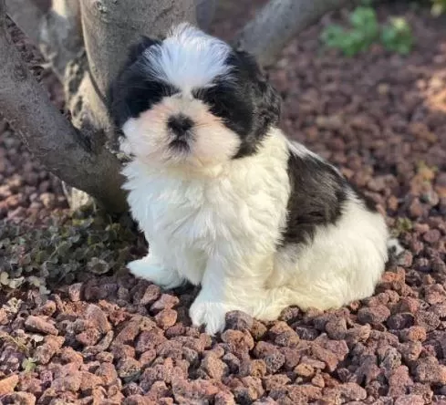 Ruhsatlı Resmi İşletmeden Taksit Avantajıyla Shih-tzu