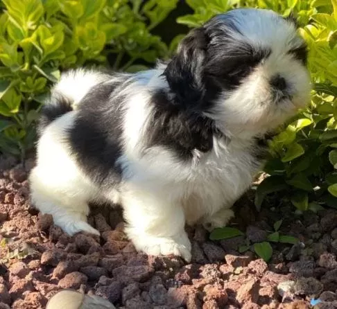Ruhsatlı Resmi İşletmeden Taksit Avantajıyla Shih-tzu