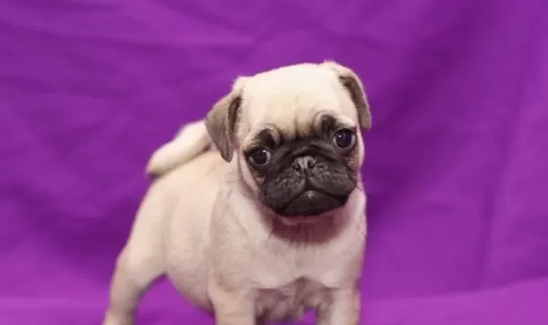 İrk Garantili Pug Yavrulari