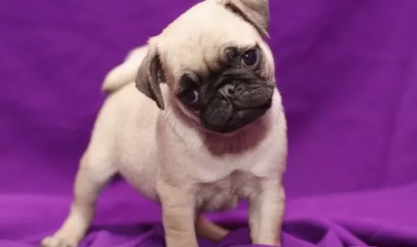 İrk Garantili Pug Yavrulari
