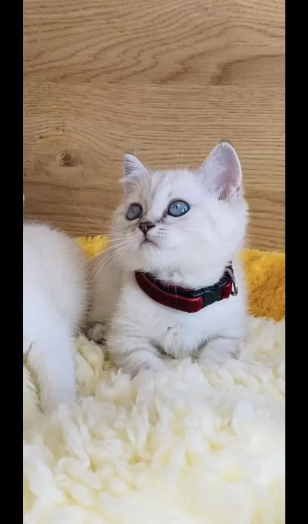 Show Kalite Maviş Point British Shorthair Bebeğim