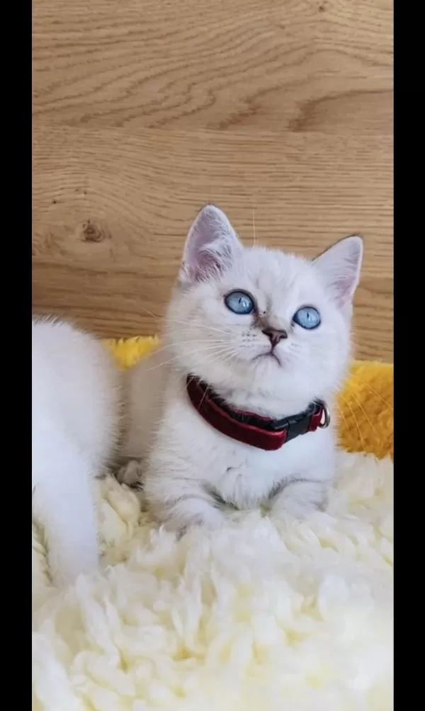 Show Kalite Maviş Point British Shorthair Bebeğim