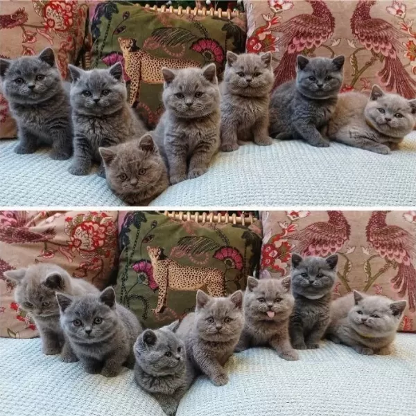 British Shorthair Yavrulari