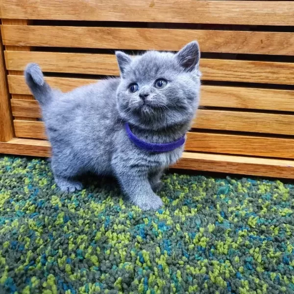 British Shorthair Yavrulari
