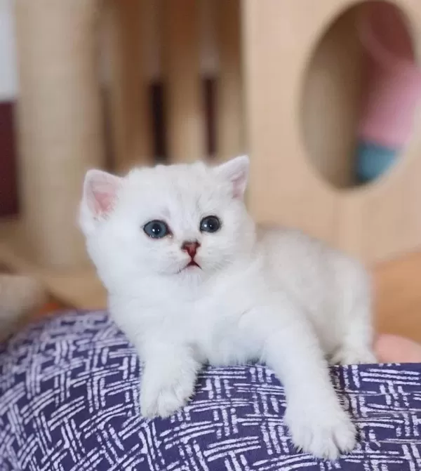 British Shorthair Yavrulari