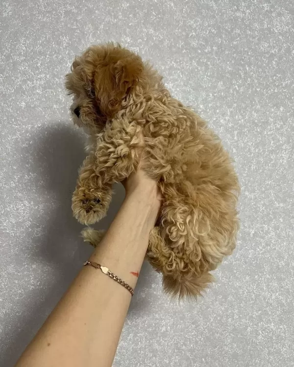 Dünya Tatlisi Maltipoo Yavrulari