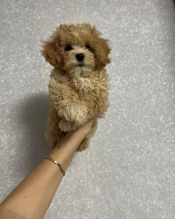 Dünya Tatlisi Maltipoo Yavrulari
