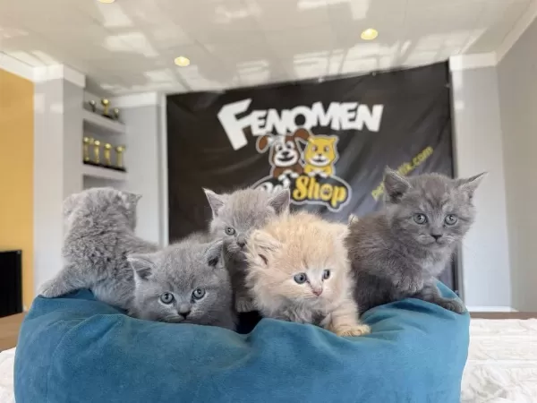 Kediciden Renk Renk British Shorthair Yavrulari Ankara