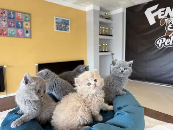 Kediciden Renk Renk British Shorthair Yavrulari Ankara