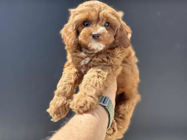Profesyonel Ruhsatlı Çiftlikden Maltipoo Yavrular