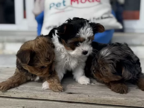 Show Kalite Tea Cup Morkie Yavrular Ziyarete Açık