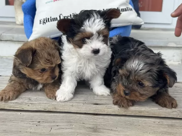 Show Kalite Tea Cup Morkie Yavrular Ziyarete Açık