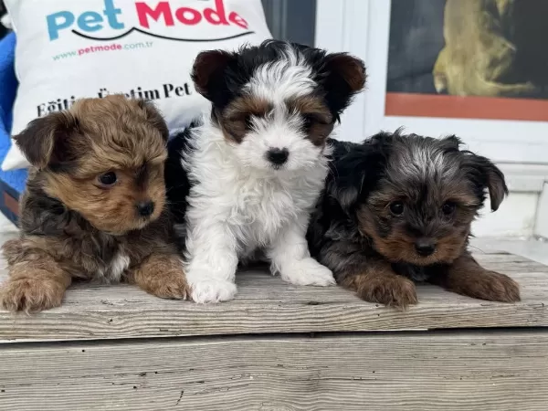 Show Kalite Tea Cup Morkie Yavrular Ziyarete Açık
